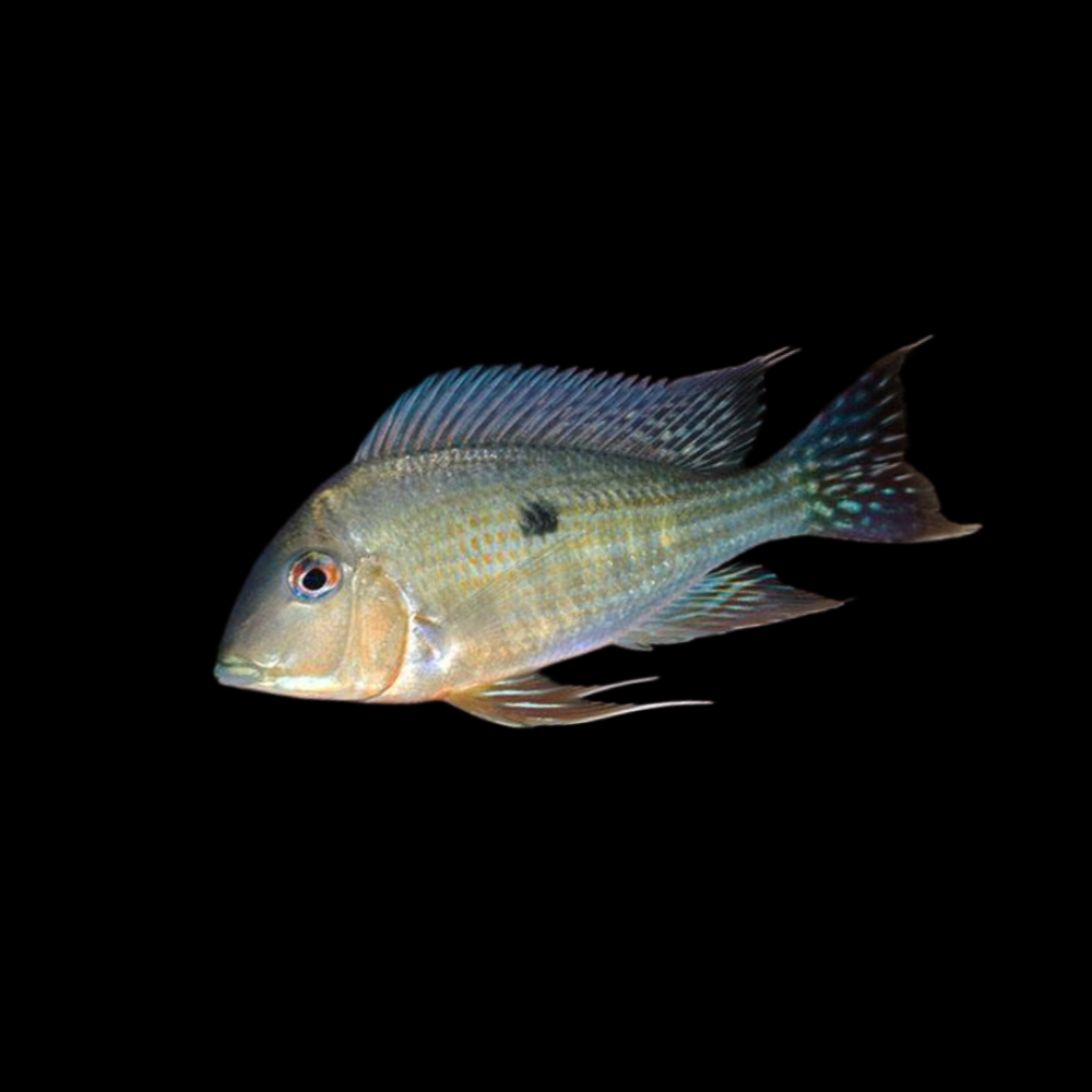 Surinamen Geophagus