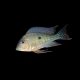Surinamen Geophagus