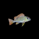Surinamen Geophagus