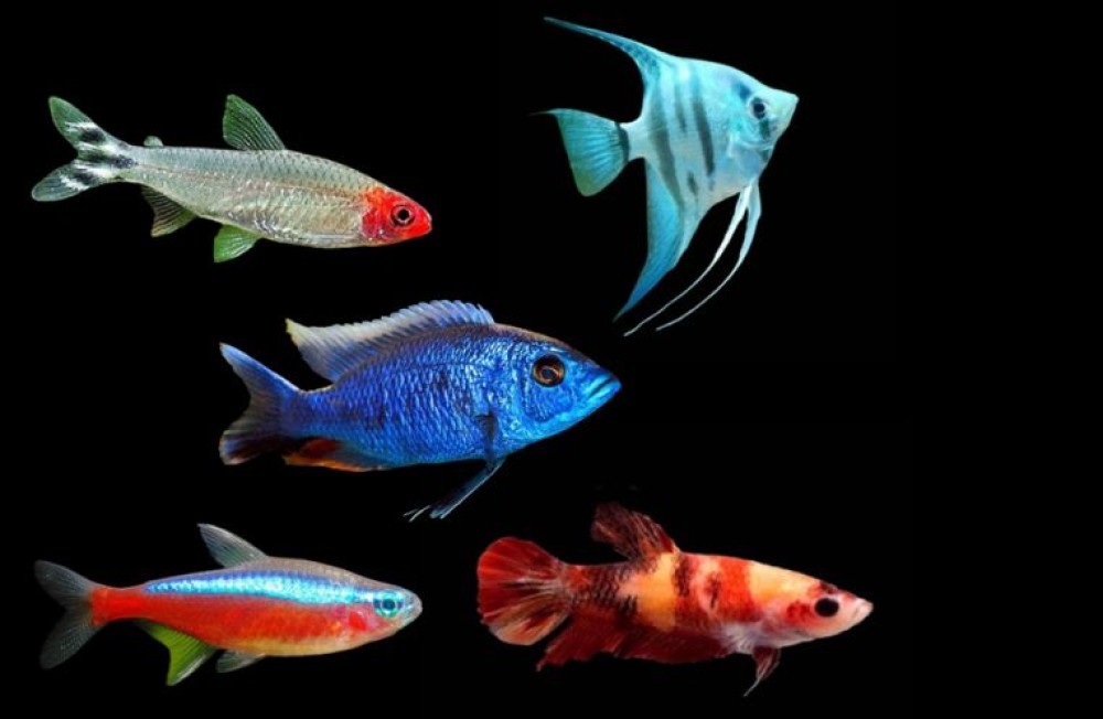 Tetras, Bettas, Cichlids and more - Shop online now or drop in store! 