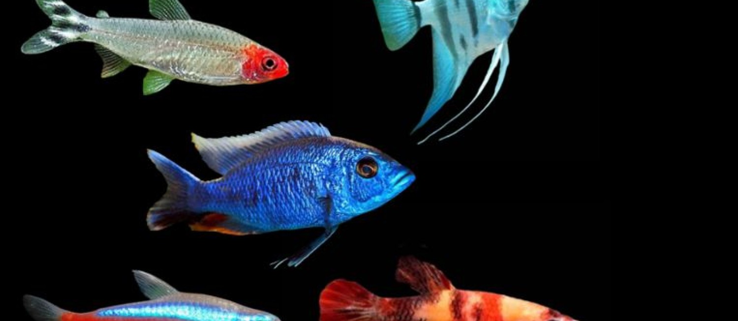 Tetras, Bettas, Cichlids and more - Shop online now or drop in store! 