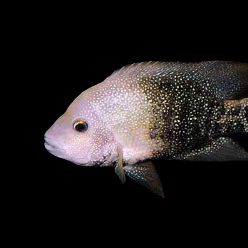 Texas Cichlid