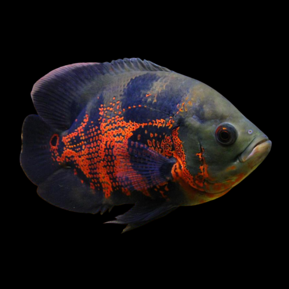 Tiger Oscar