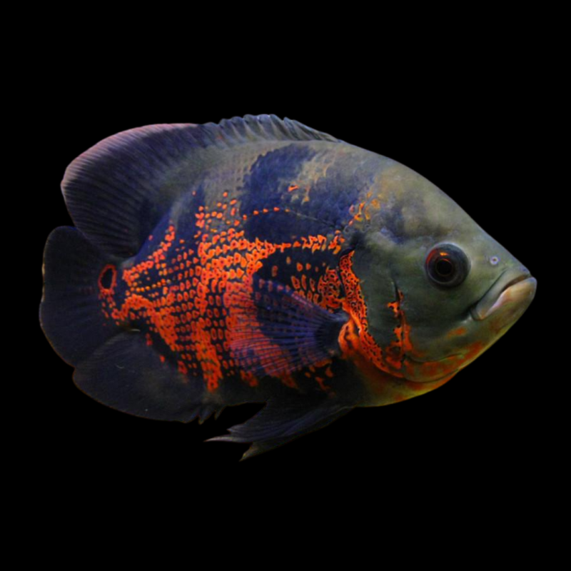 Tiger Oscar