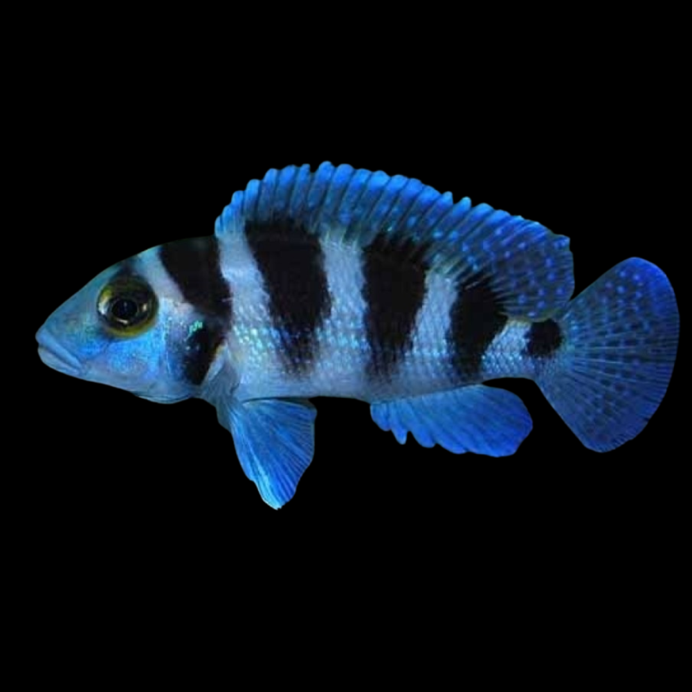 Tretocephalus Cichlid