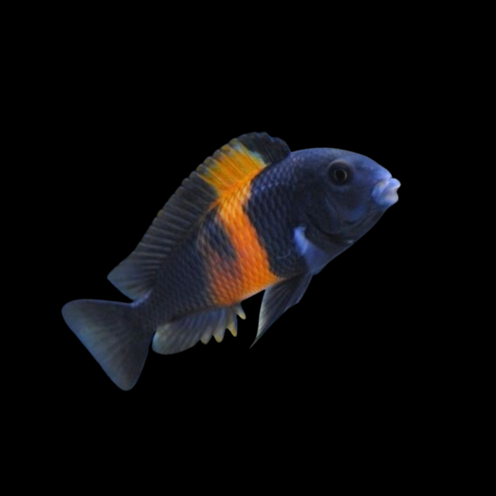 Tropheus Bemba