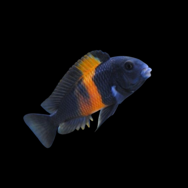 Tropheus Bemba