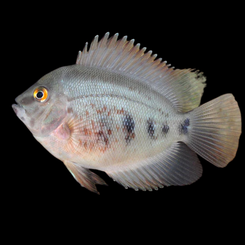 Uaru Cichlid