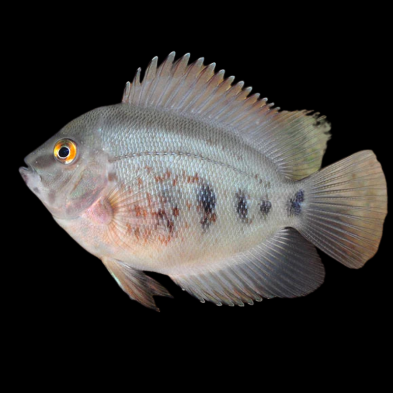 Uaru Cichlid