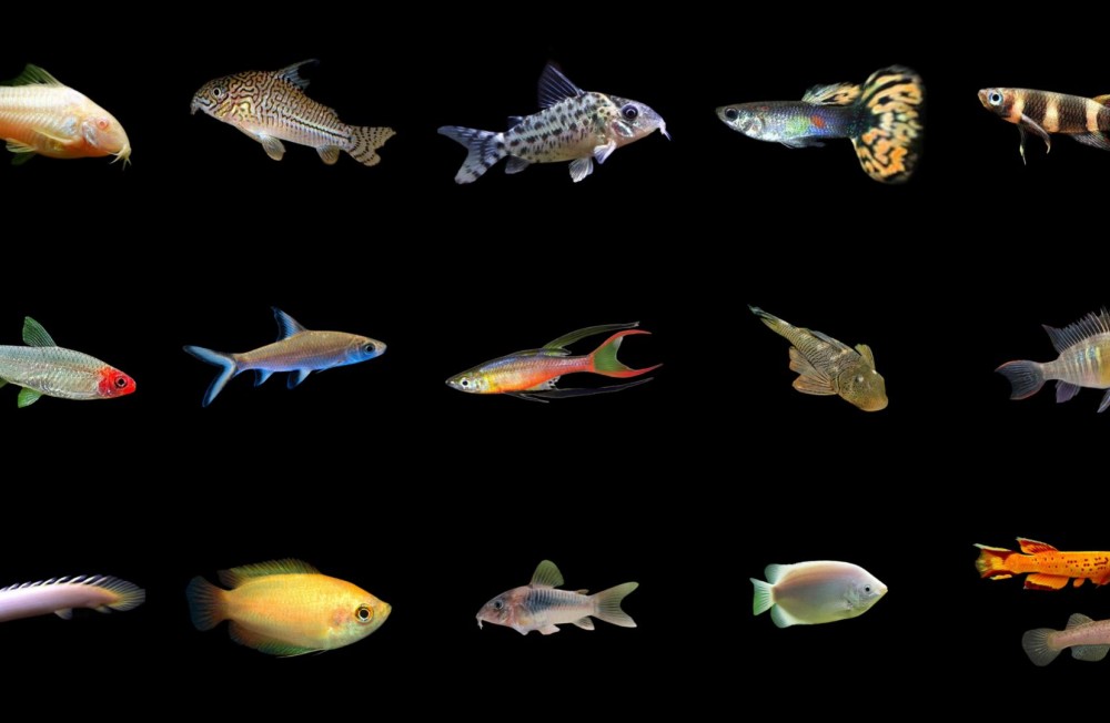 Mid Week New Freshwater Arrivals! 