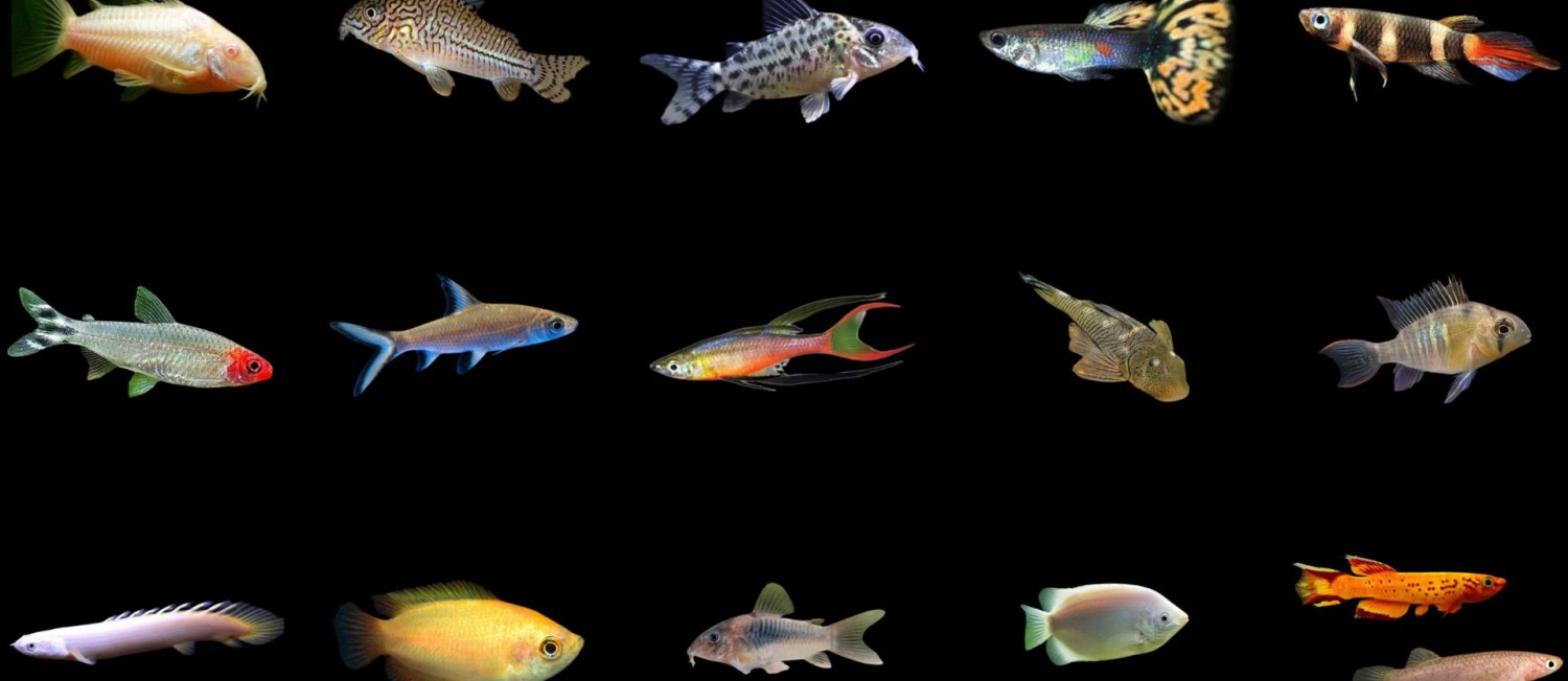 Mid Week New Freshwater Arrivals! 