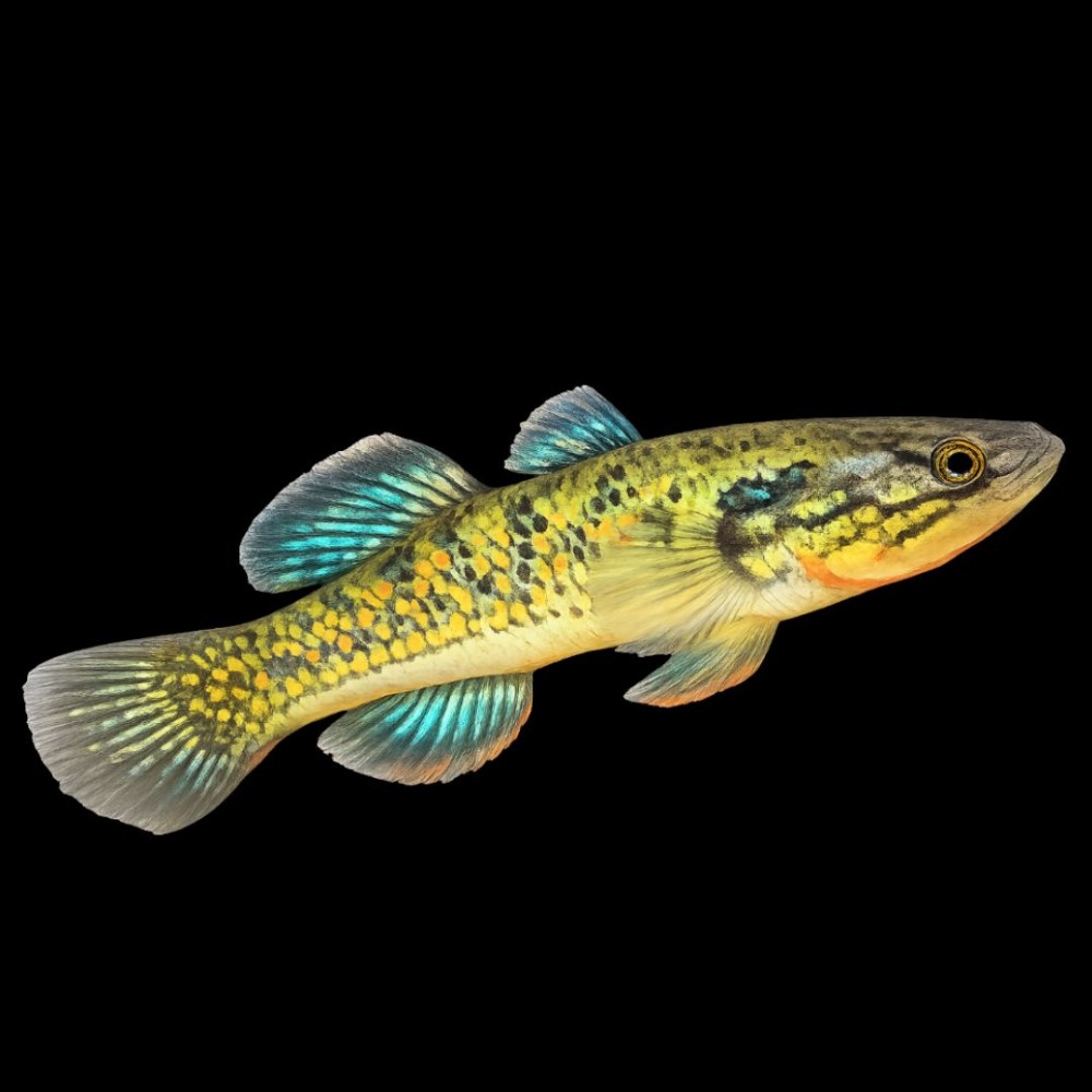 Viator Snakehead Gudgeon