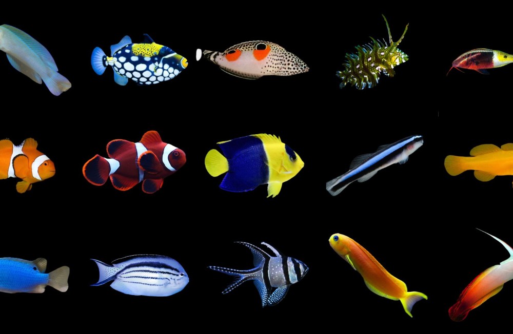New Marine Fish now available in store! 