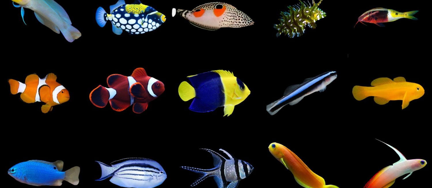 New Marine Fish now available in store! 
