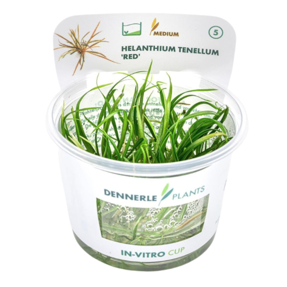Helanthium tenellum Red in Vitro