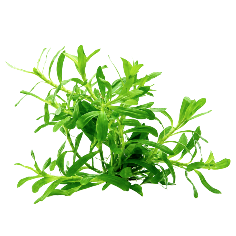 Heteranthera zosterifolia 10166