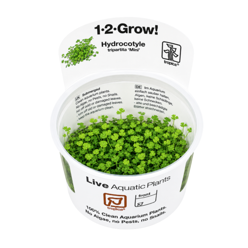 Hydrocotyle tripartita Mini In Vitro