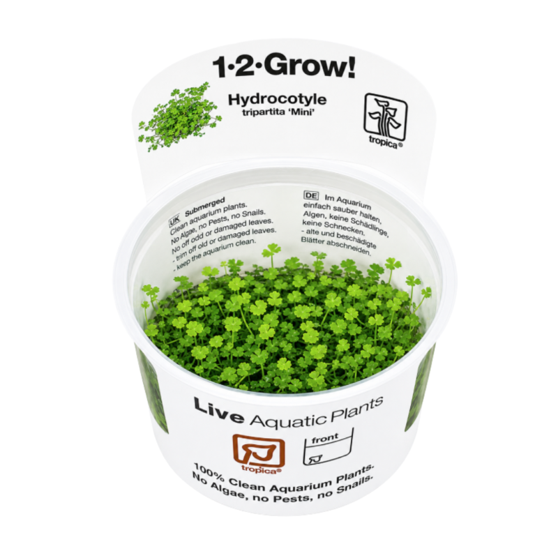 Hydrocotyle tripartita Mini In Vitro