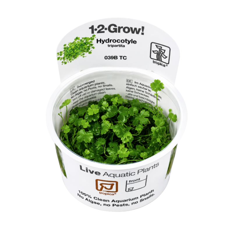 Hydrocotyle tripartita in vitro
