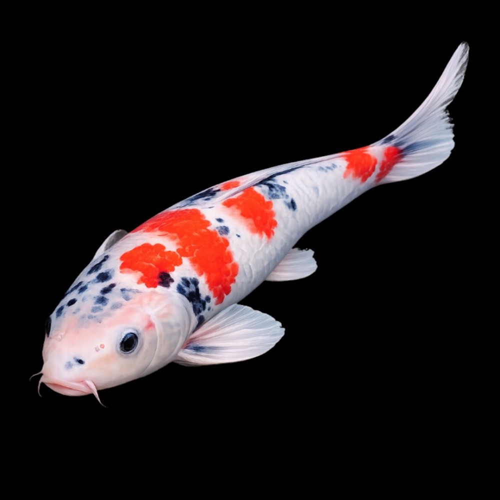 Koi