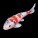 Koi