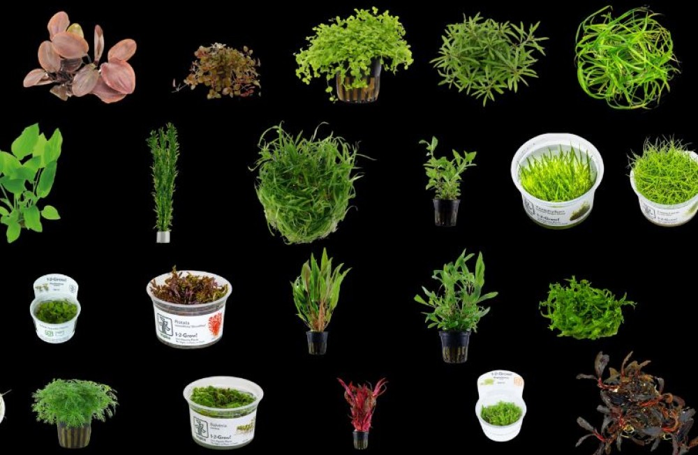 Now in store! New Freshwater plants - see you in store, or shop online!