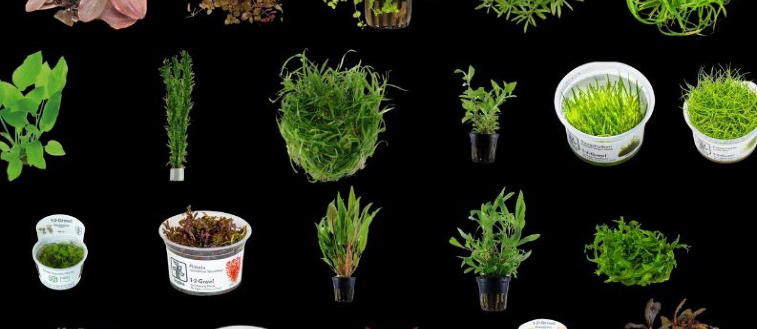 Now in store! New Freshwater plants - see you in store, or shop online!