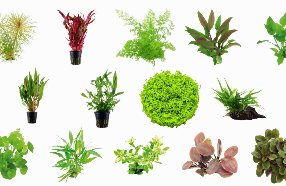 Freshen up your aquarium with our new aquarium plant arrival!