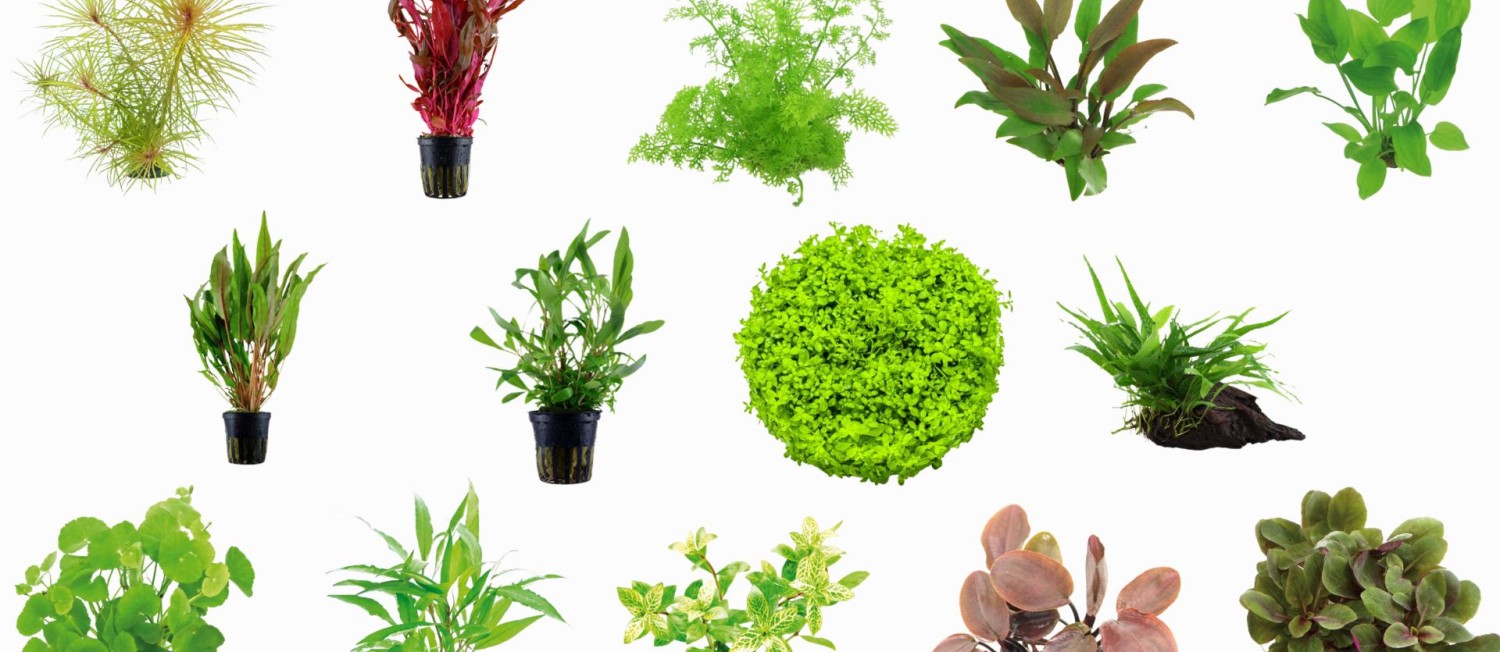 Freshen up your aquarium with our new aquarium plant arrival!