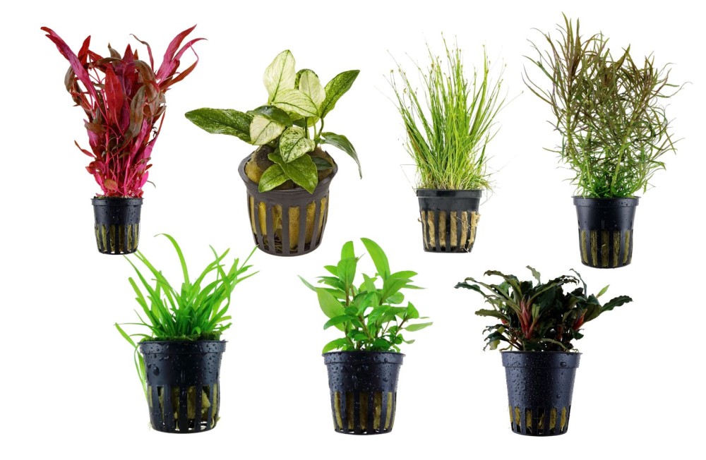 Build a lush underwater world with our premium freshwater plants!