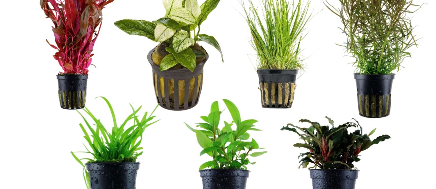 Build a lush underwater world with our premium freshwater plants!