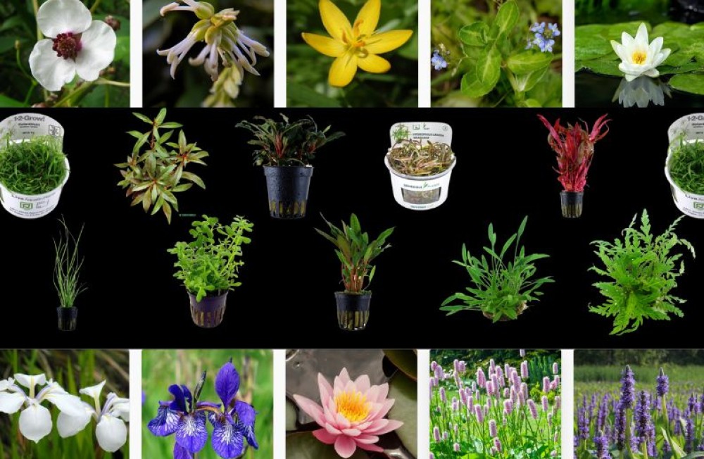 NEW Pond and Freshwater Aquarium plants now in store! 