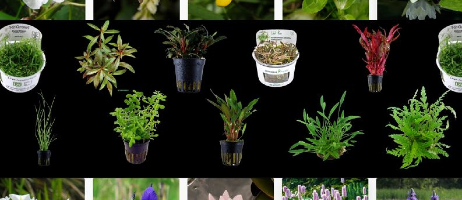 NEW Pond and Freshwater Aquarium plants now in store! 