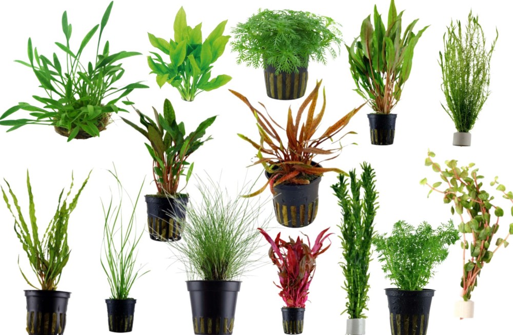 All new plants now in Store! 