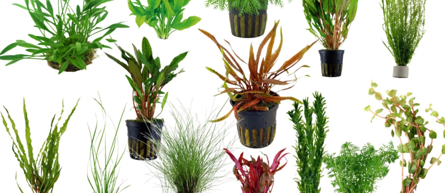 New Arrivals Plants In Store