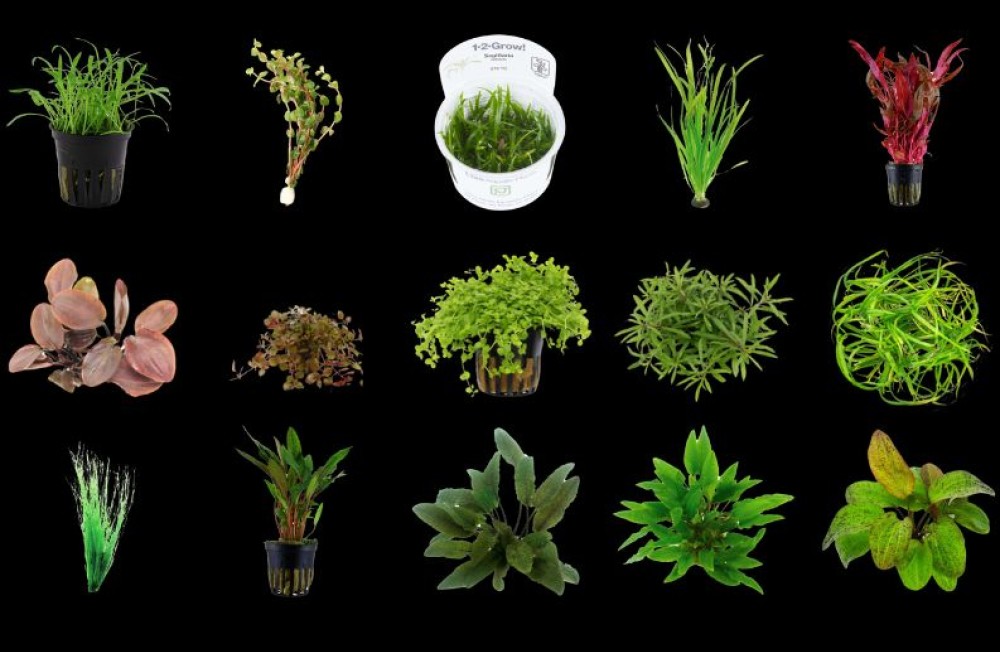Another week, another fresh new aquarium plant arrival! Upgrade your aquascape today! All this and more now in Store at Seahorse Aquariums! 