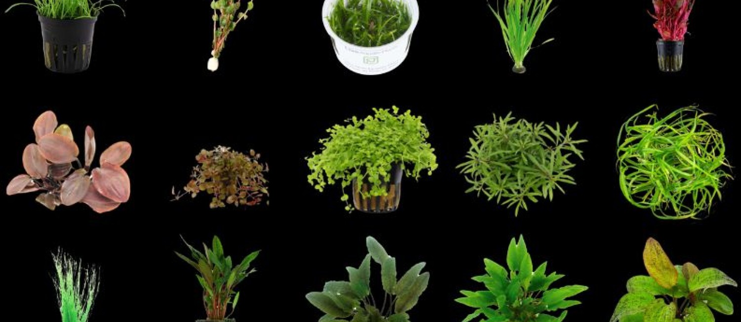 Another week, another fresh new aquarium plant arrival! Upgrade your aquascape today! All this and more now in Store at Seahorse Aquariums! 