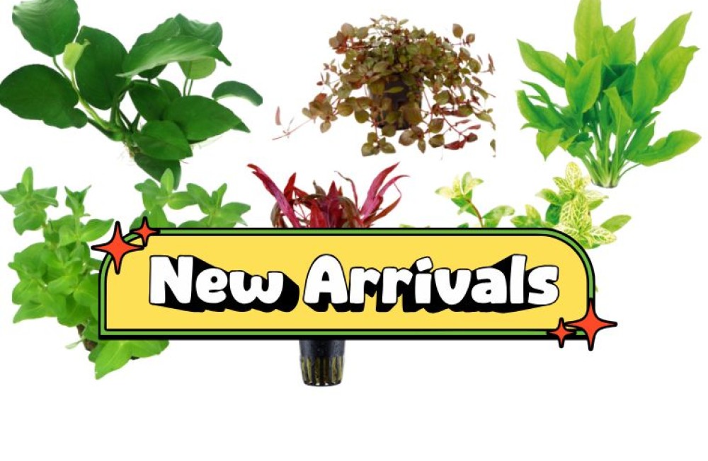 NEW PLANT ARRIVALS ARRIVE TOMORROW