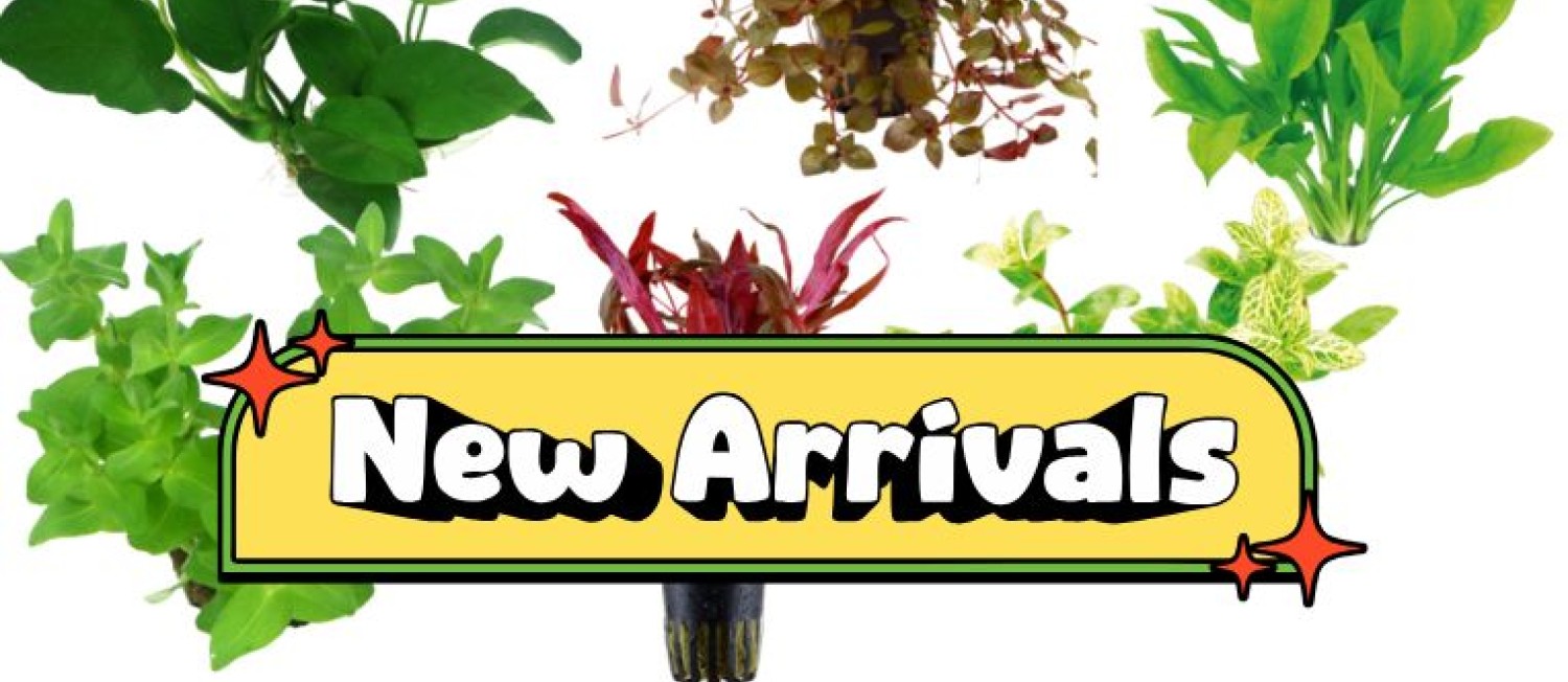 NEW PLANT ARRIVALS ARRIVE TOMORROW