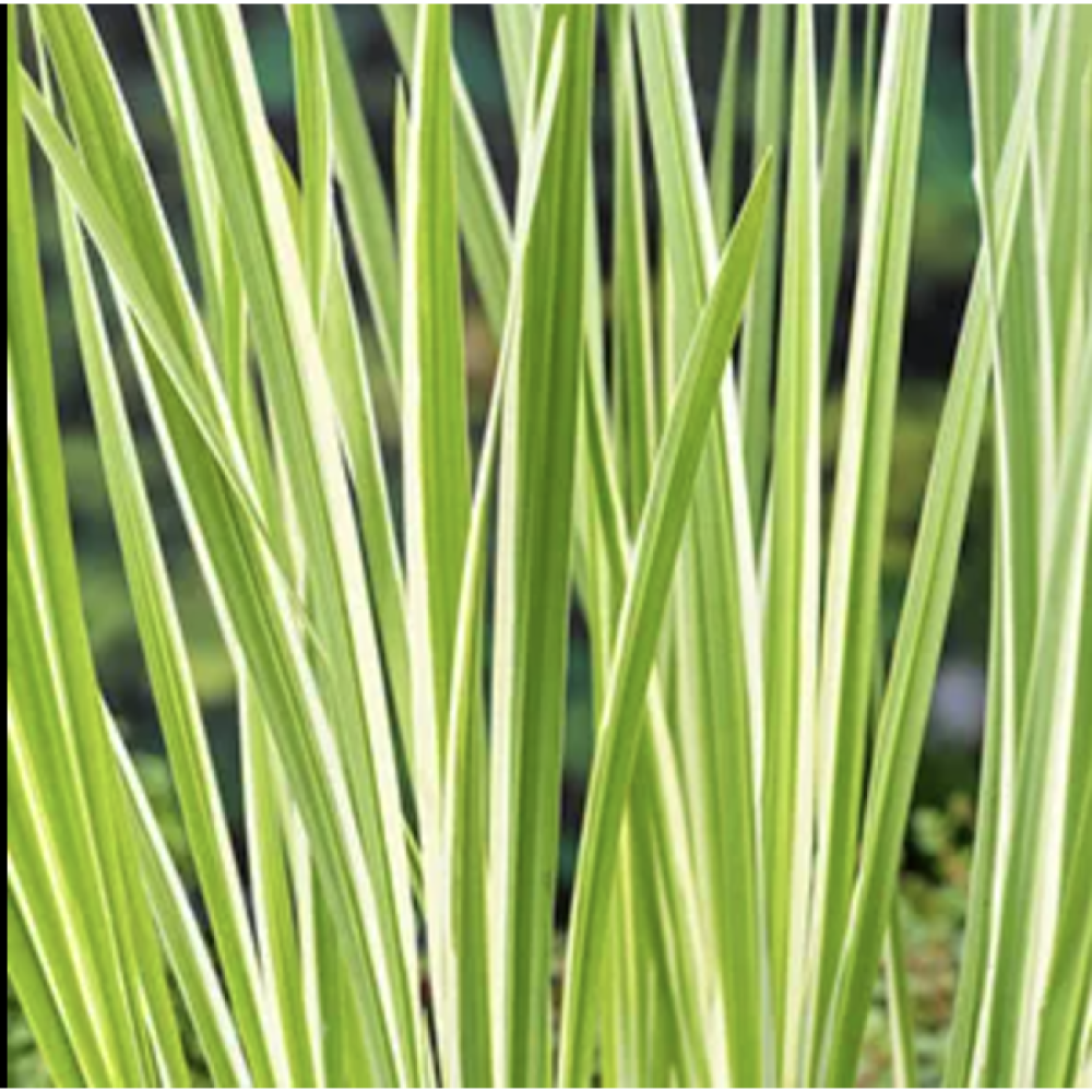 Acorus calamus variegata  9cm