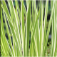Acorus calamus variegata  9cm