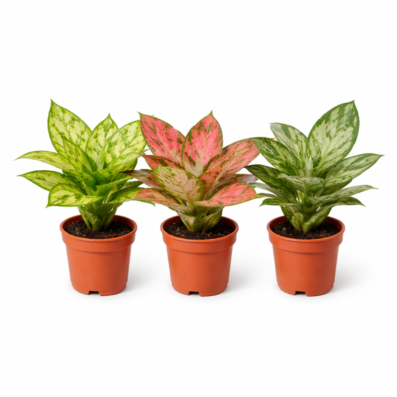 Aglaonema mini  mixed  6cm