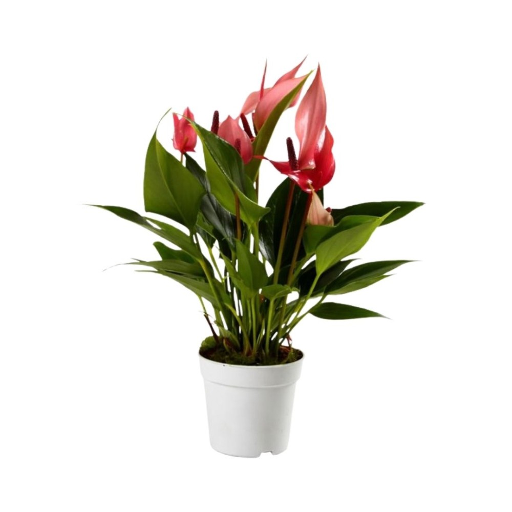 Anth.  royal lilli pink