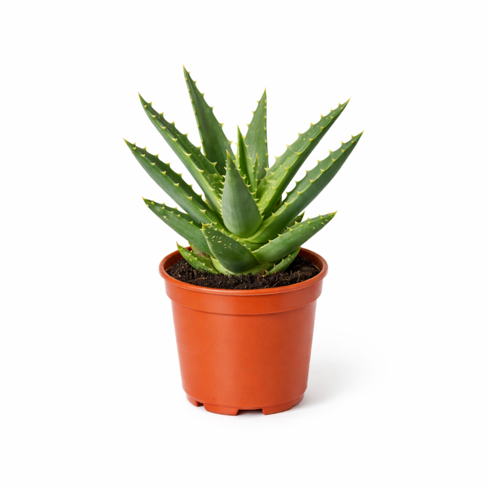 Aloe kedongensis 5cm Pot