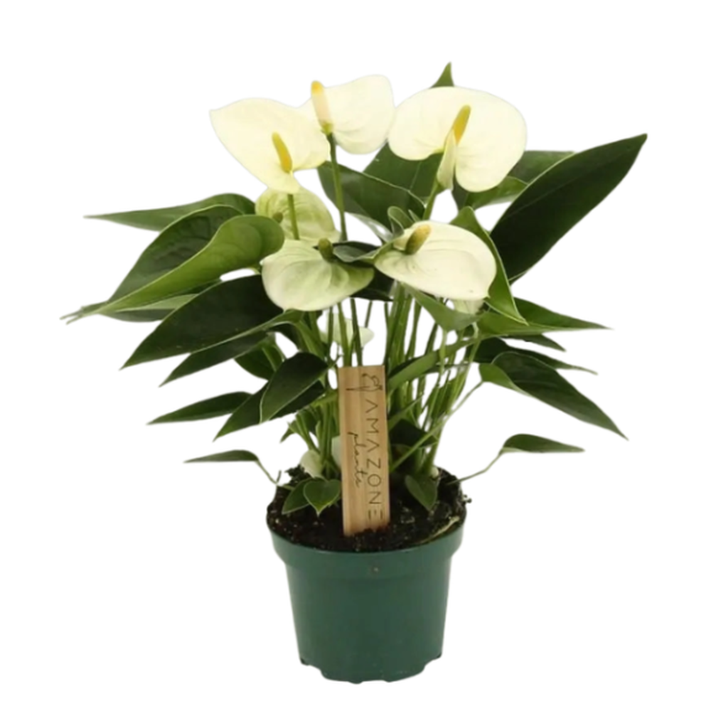 Anthurium everest white  9cm