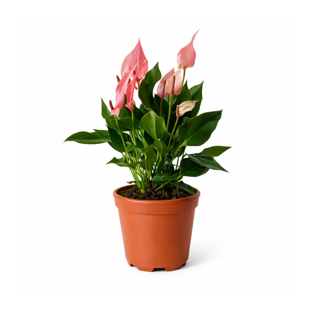 Anthurium royal lilli pink 12cm