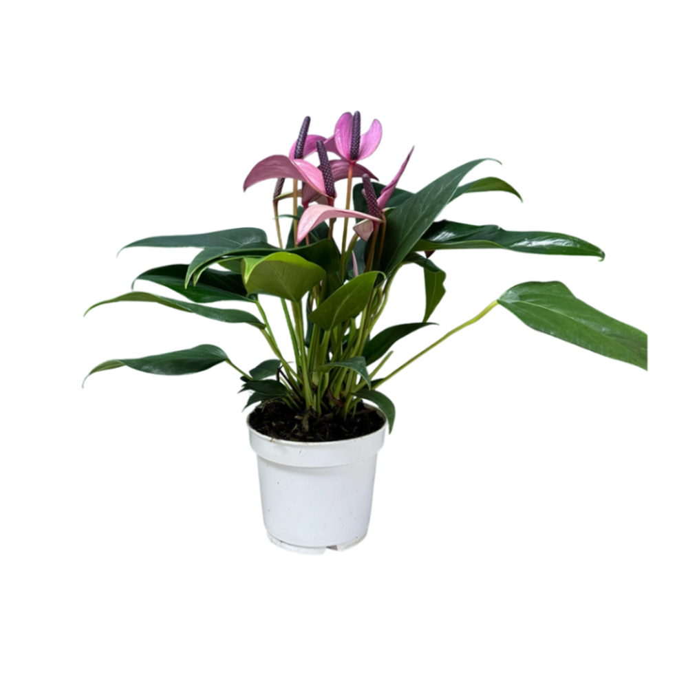 Anthurium royal zizou purple 12cm