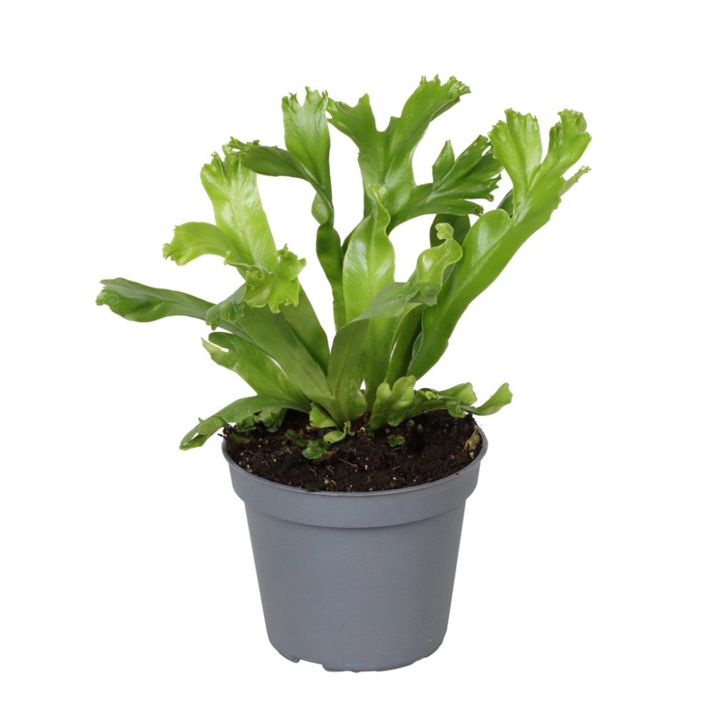 Asplenium antiquum leslie mini  6cm