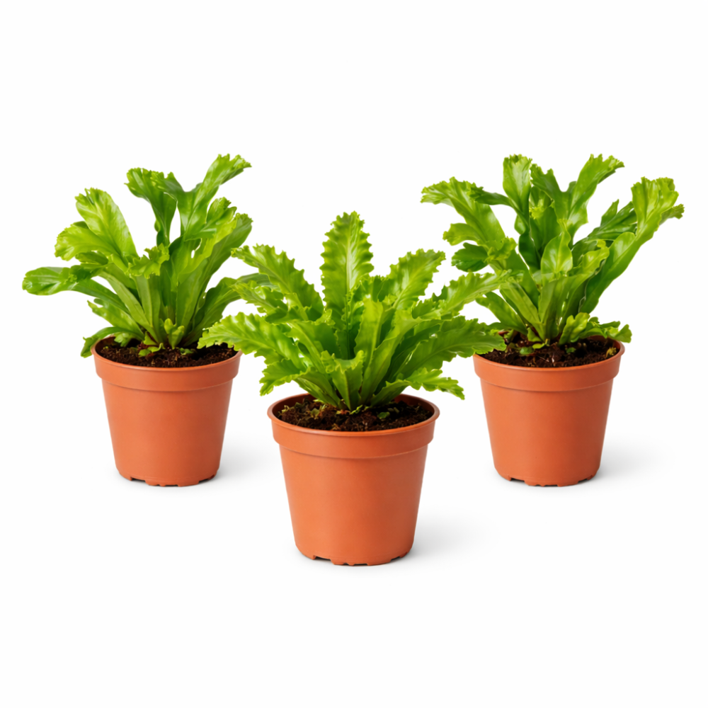 Asplenium mix.  6cm
