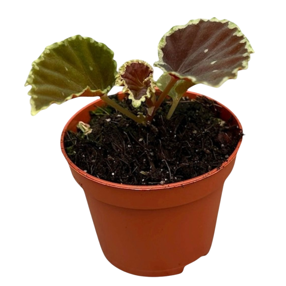 Begonia Darthvaderiana Green Spot 8cm